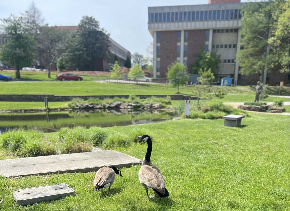 Even with fewer geese on campus today, there is no doubt that they don’t go unnoticed as students head to their classes.